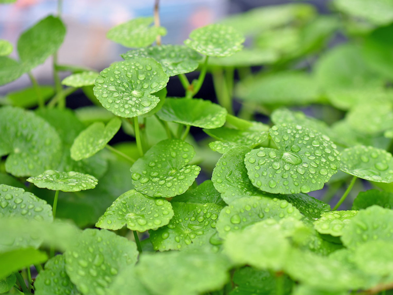 Preview: Brasilianischer Wassernabel - Hydrocotyle leucocephala